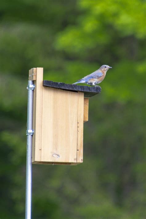 how to attach a bluebird house to a metal pole|attaching birdhouse to metal pole.